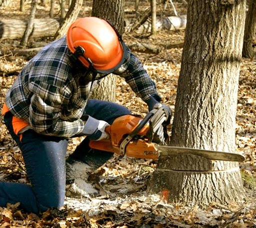 Tree Removal in Karval, CO